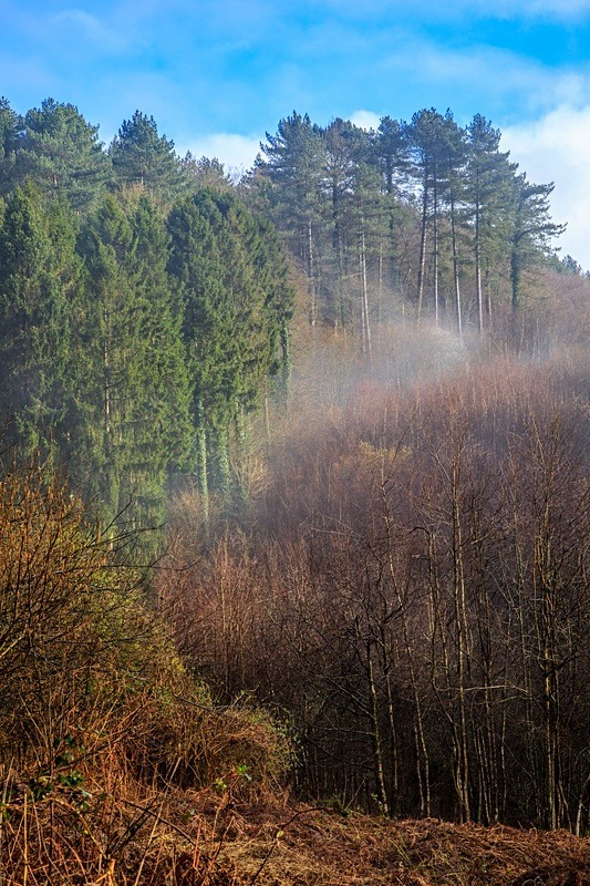Ten Acre Woods No 1 - Winter