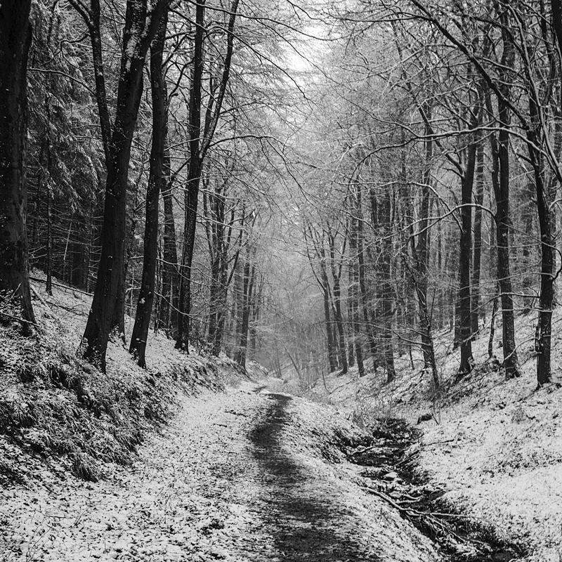Winter Woodland 2 - Mainly Black & White