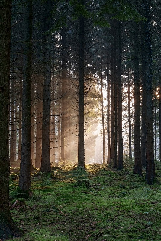 Winter Sunbeams - Winter