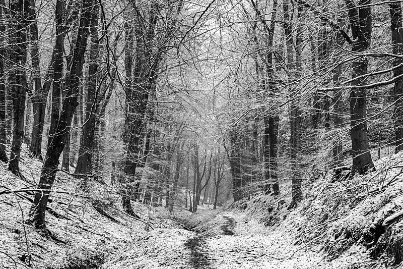 Winter Woodland 1 - Mainly Black & White
