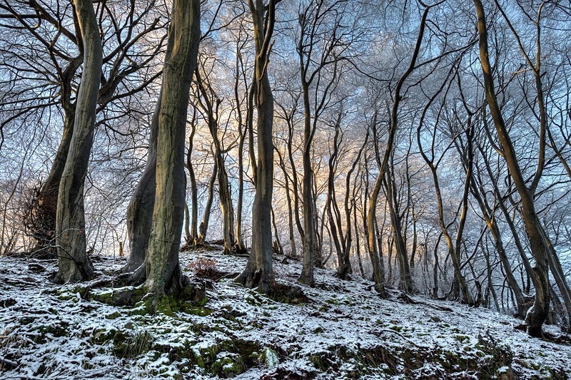 Twisted Beech - Winter