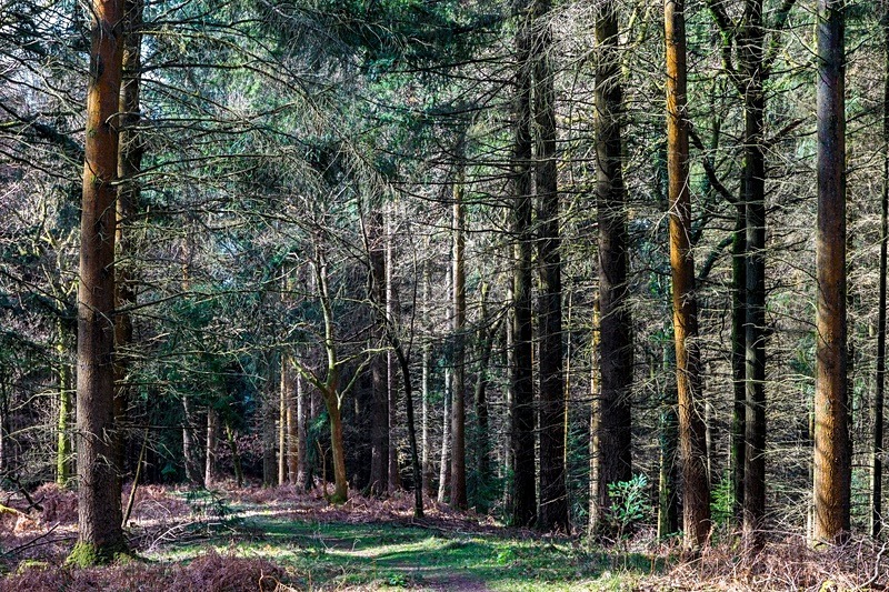 Spring Woodland Walk No.1 - Spring