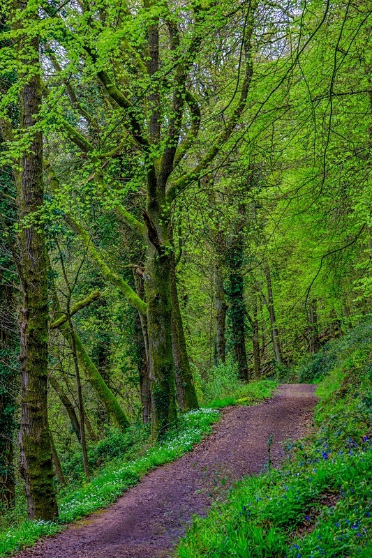 Offa's Dyke Path - Spring