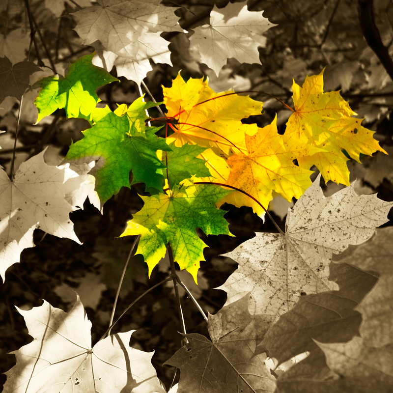 Sycamore Leaves - Square Canvas