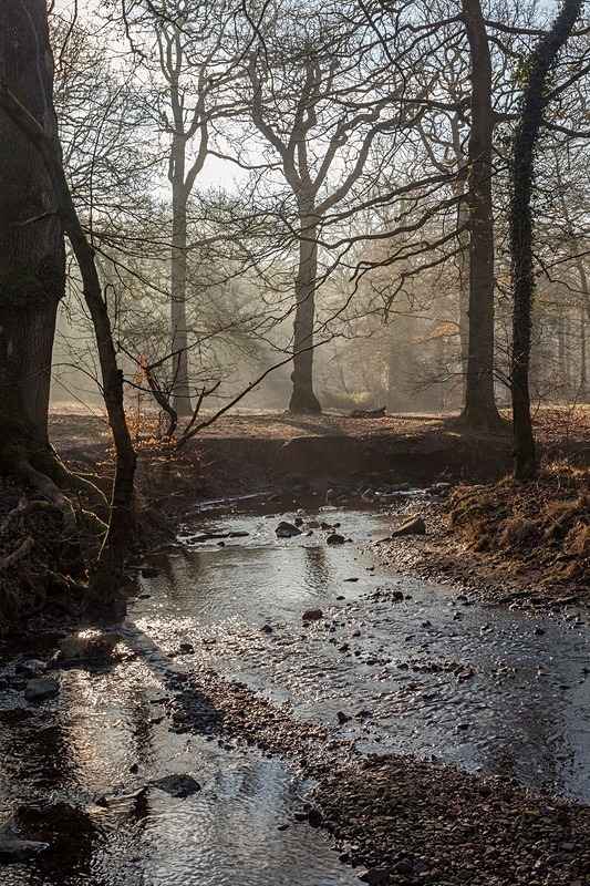 Winter at Backpool Brook - Winter