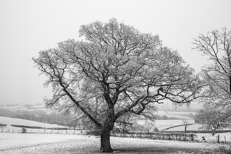 Winter Oak - Mainly Black & White