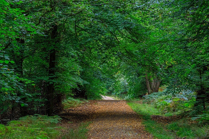 Early Autumn Walk - Autumn