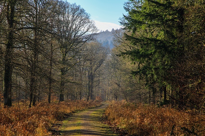 Wenchford Walk No3 - Winter