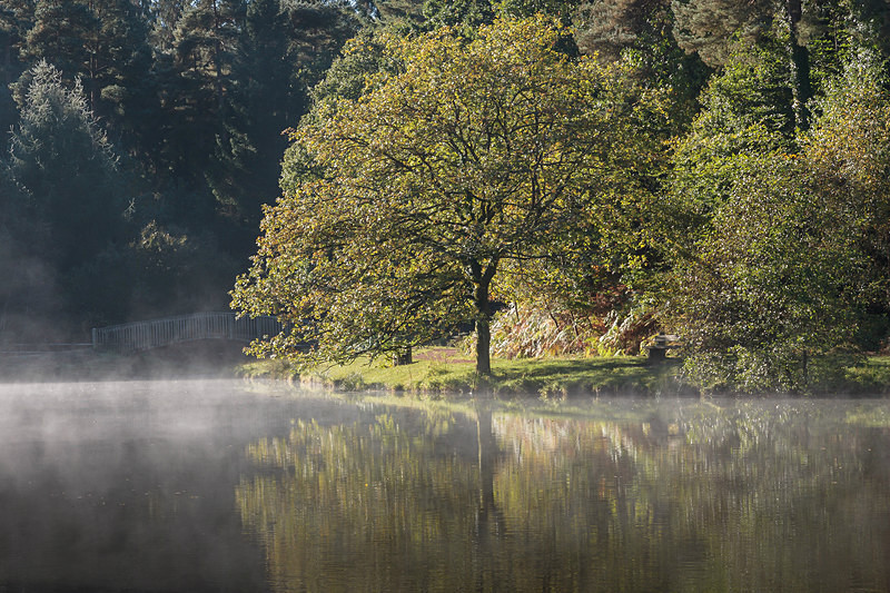 Misty Mallards Pike - 1 - Summer