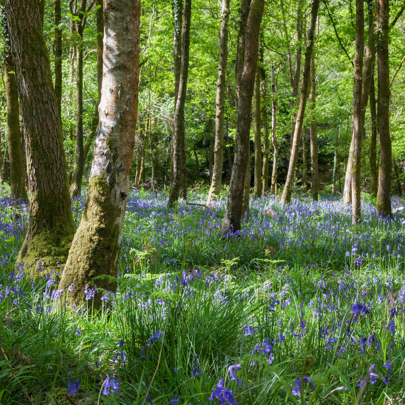 Birch Wood Bluebells - Square Canvas
