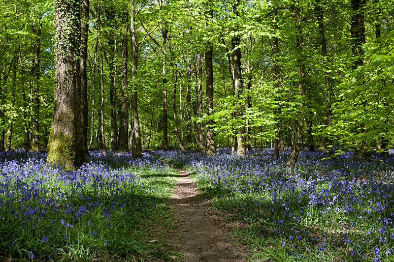 Footpath Through the Bells - Spring