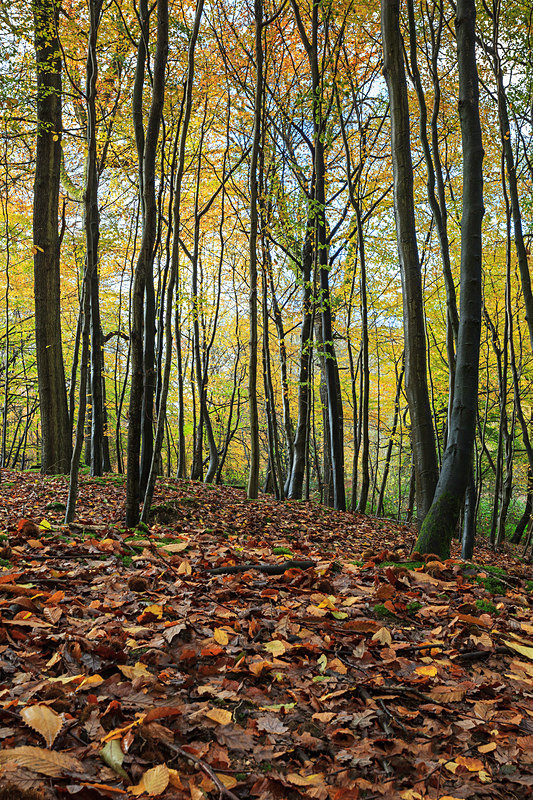 Autumn Beech Leaves - Autumn