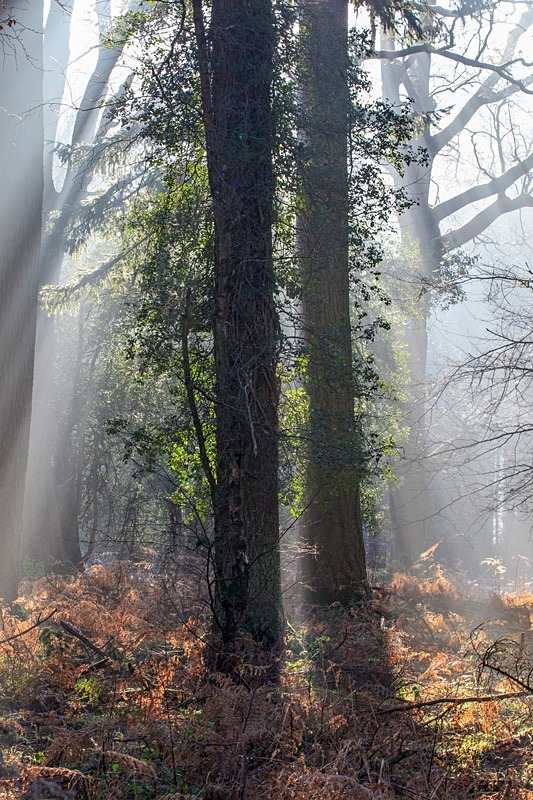 Illuminated Woodland - Winter