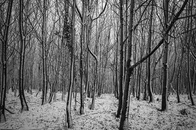Chestnut Woods - Mainly Black & White