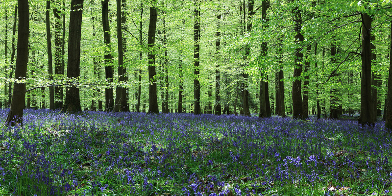 Forest of Dean Landscape Photography by David Tinsley