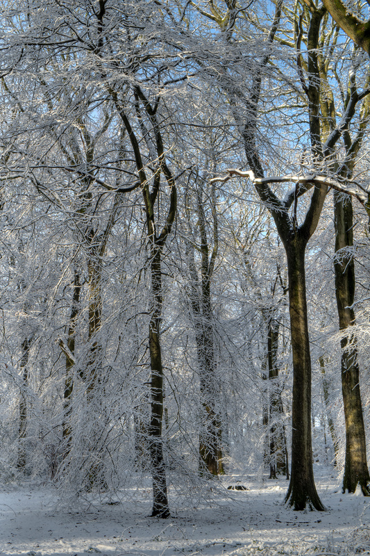 Snowy Beech Woods - II - Winter