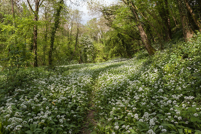 Path through the Wild Garlic - Spring