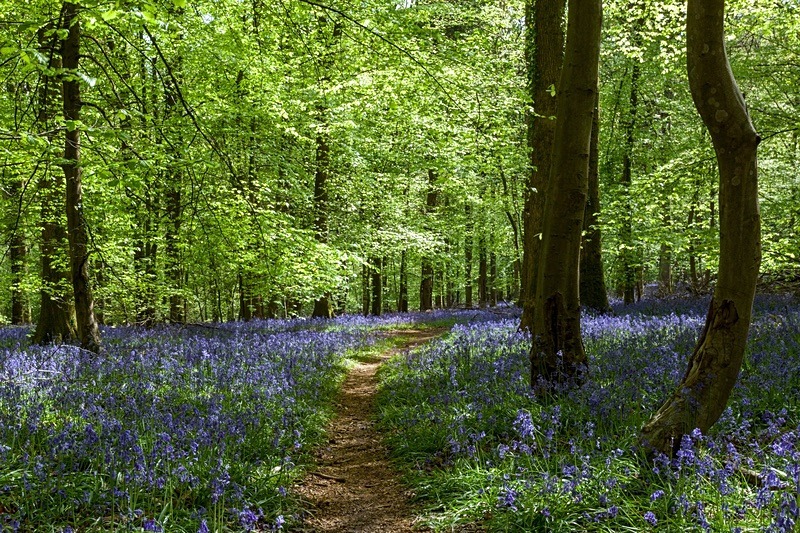 Bluebells at Bradley Hill - Spring