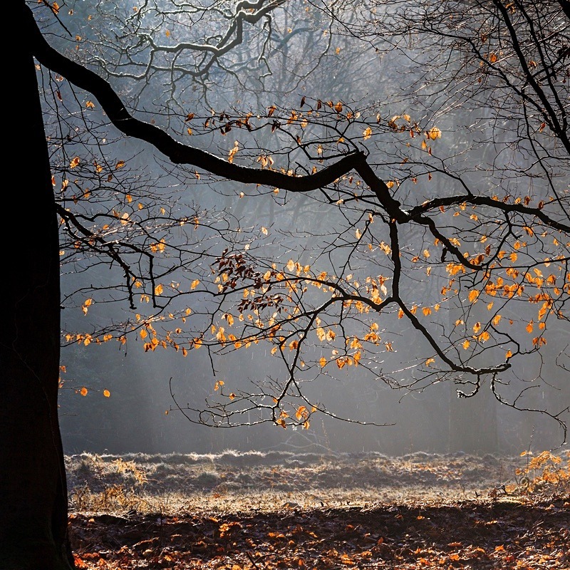 Winter Beech Leaves - Square Canvas