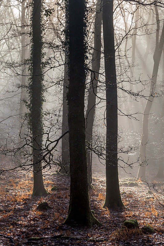 Winter Sunrays - Winter