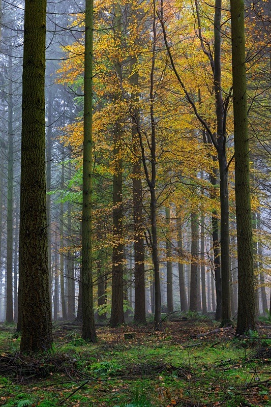 Misty Autumn Woodland No. 4 - Autumn
