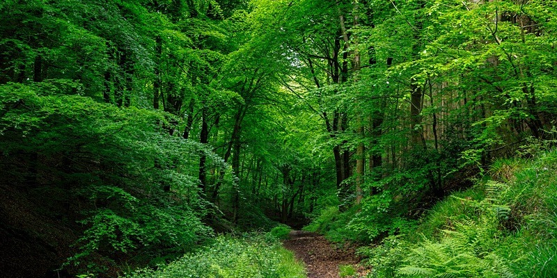Ten Acre Woods Panorma - Panoramic Canvas