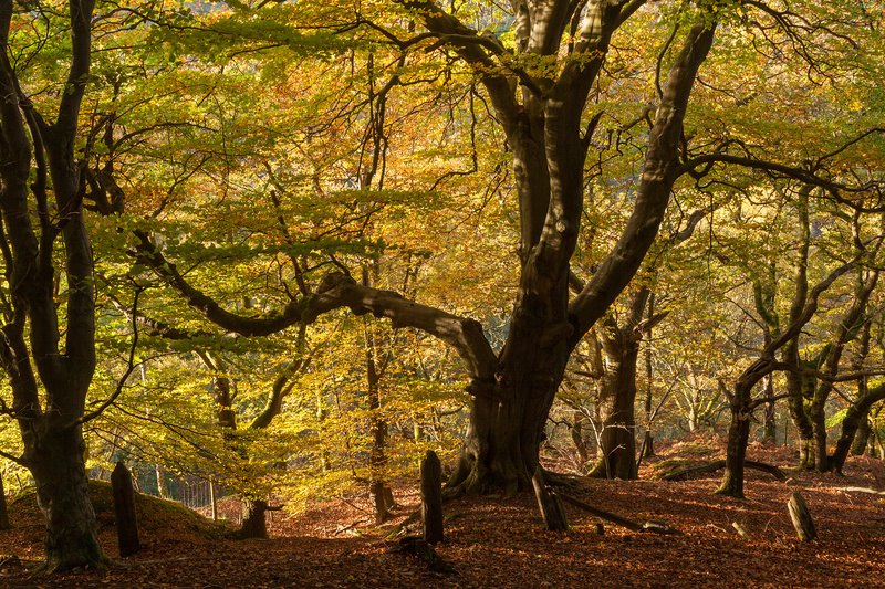 Growing on the Edge - Autumn