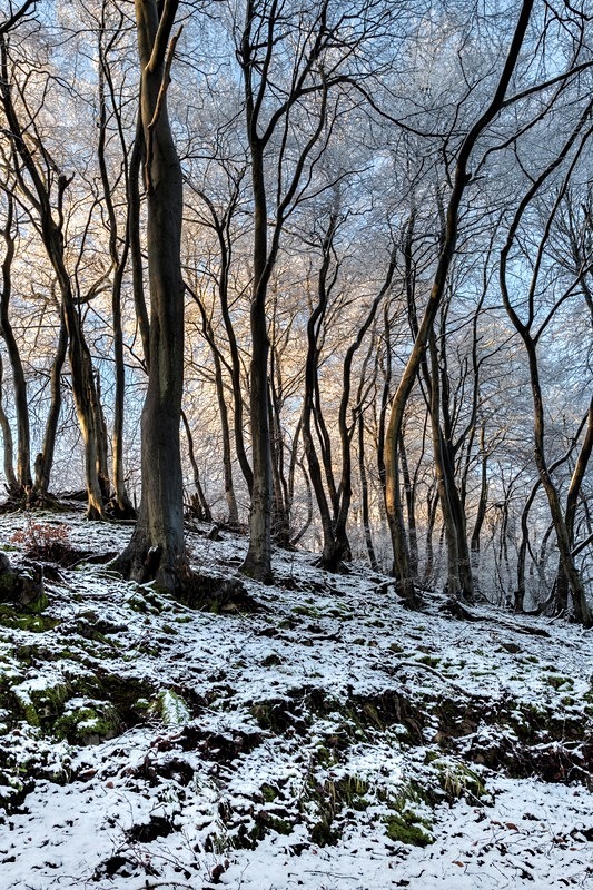 Twisted Beech - II - Winter