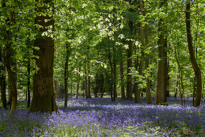 Bluebell Glade 3 - Spring