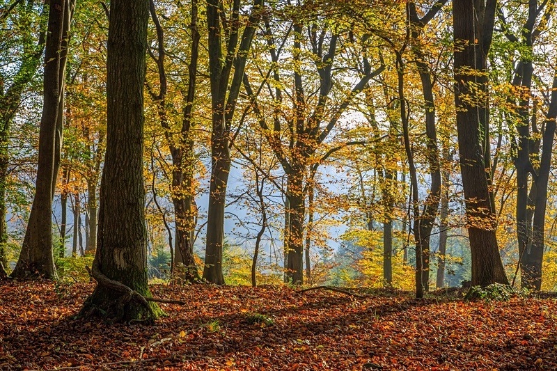 Autumn in Abbots Wood - Autumn