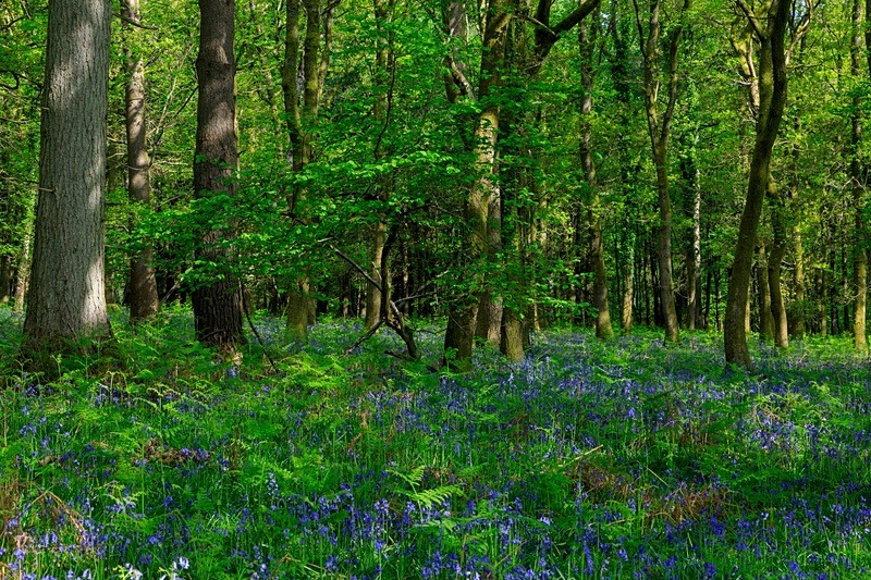 Oak Woodland Bluebells - Spring