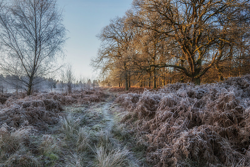 Along the Frosty Path - Winter
