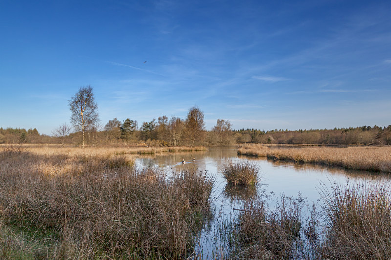Woorgreens Lake - Spring