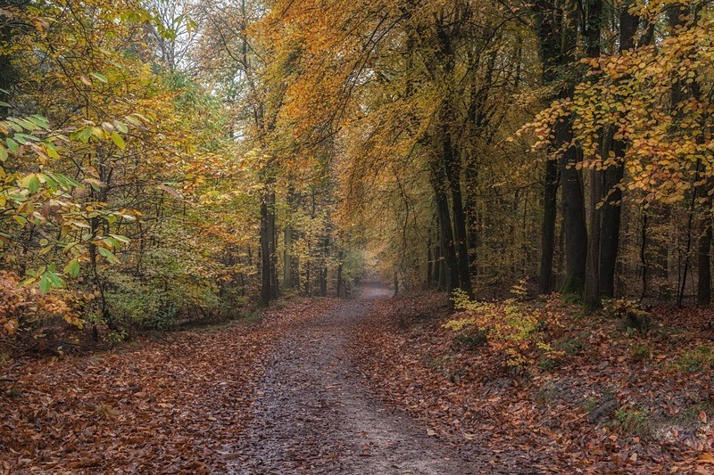Autumn Display - Autumn