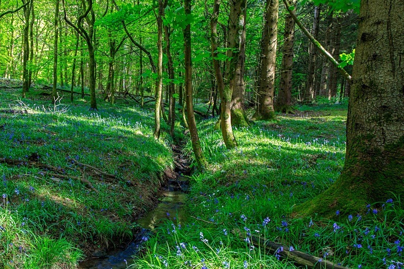 Bluebells by the Stream - Spring