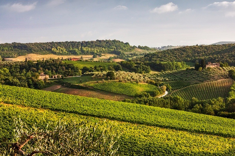 Tuscan Vineyards - Travel