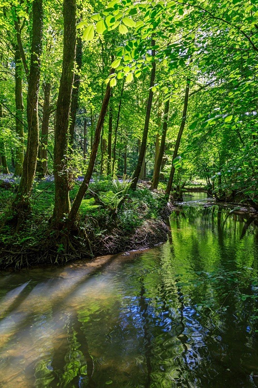 Spring  Reflections - Spring