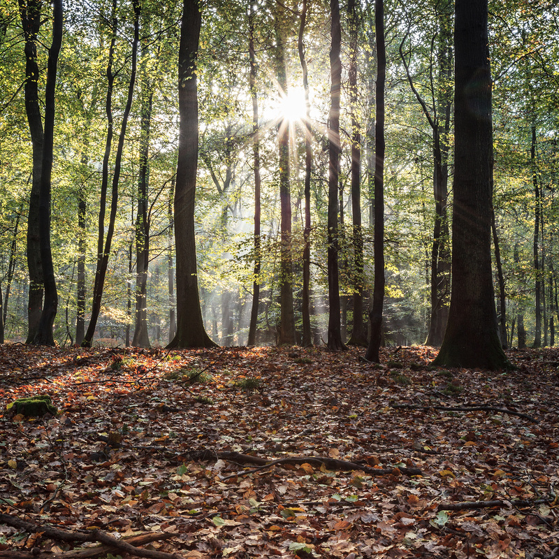 Autumn Sunbeams - Square Canvas
