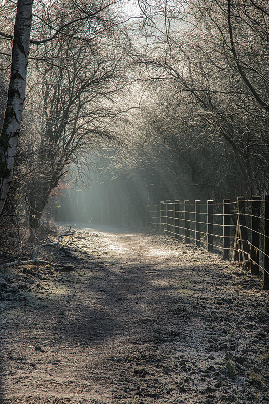 The Old Railway Line - Winter
