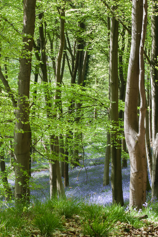 Bluebells - Spring