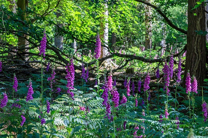 Forest Foxgloves - Summer