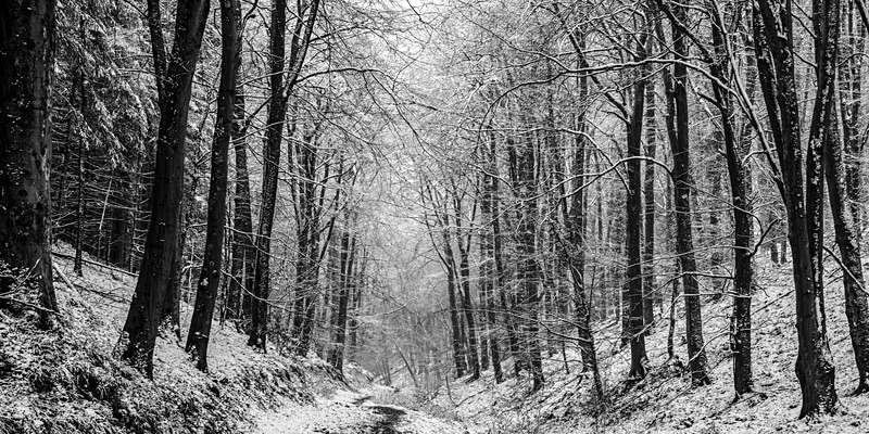 Winter Woodland 3 - Mainly Black & White