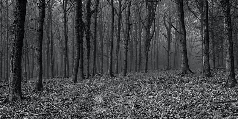 Misty Beech in Monochrome - Mainly Black & White