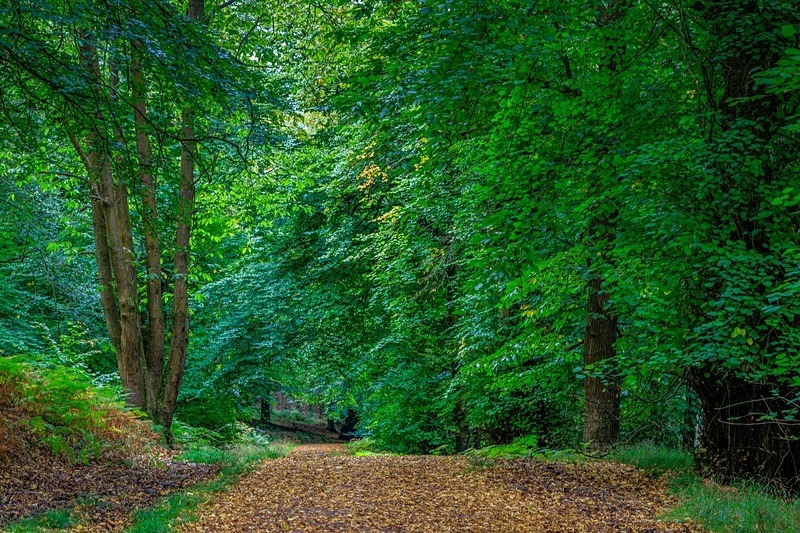 Early Autumn Walk