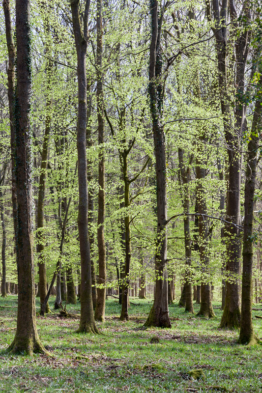 Shades of Green - Spring