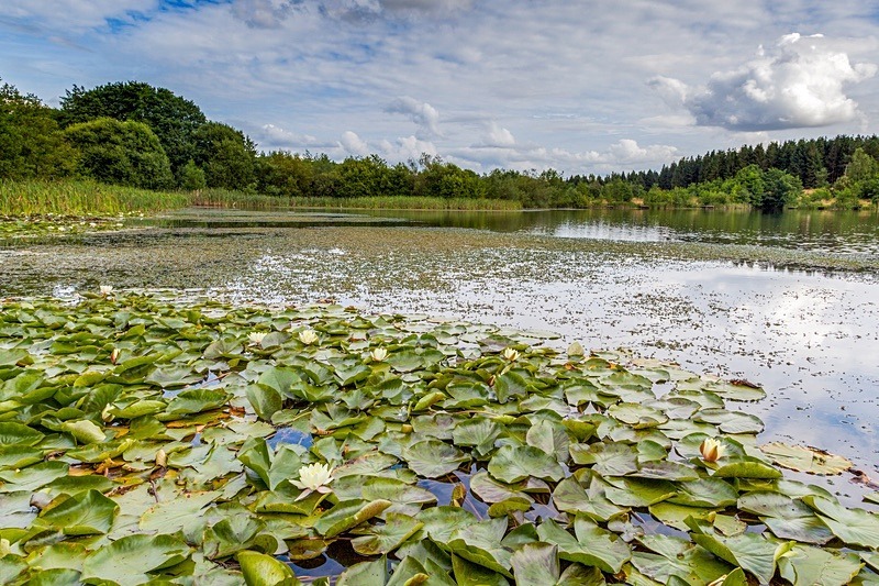 Water Lilies - Summer