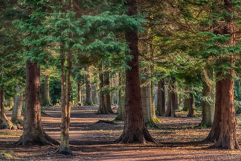 Through the Spruce - Spring