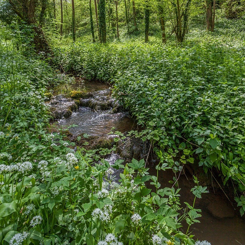 Wild Garlic - Square Canvas
