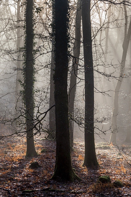 Winter Sunrays - Most Popular Images