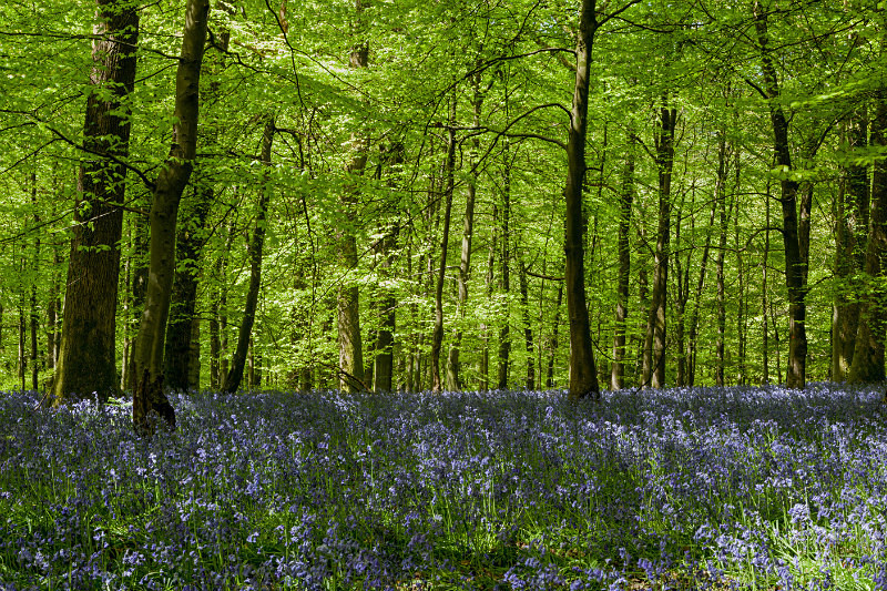 Bluebell Glade 1 - Spring
